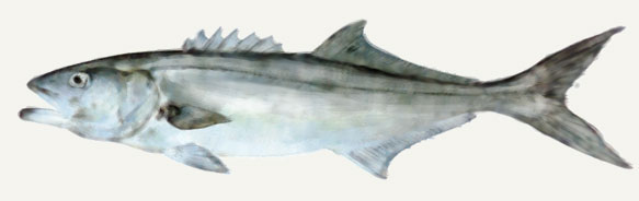 Bluefish Chesapeake Bay