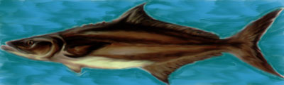 Cobia 