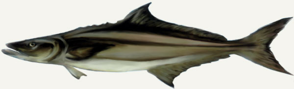 Cobia